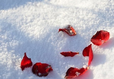 fell winters - winter, nice, rose red, fell