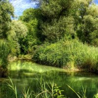 green forest river