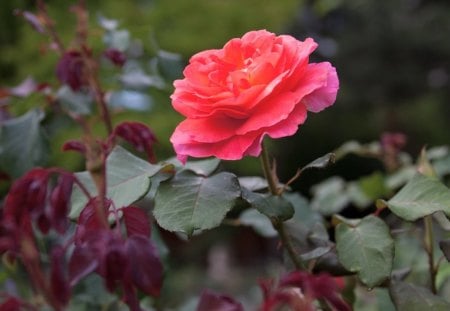 pink rose - green, nice, rose, pink