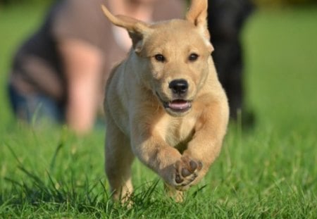 puppy runner - runner, cute, nice, puppy, cream-colored