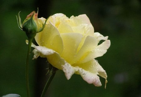 white rose, - white, beautiful, green, rose, nice