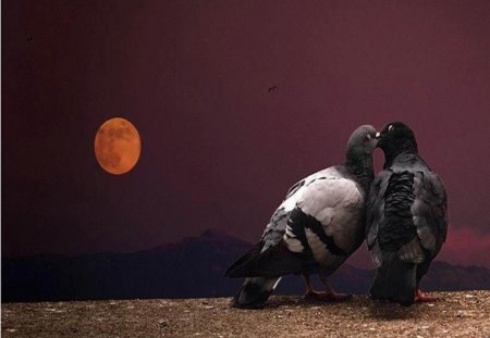 Love pigeons - bird, pigeon, night, love, affection, moonlight