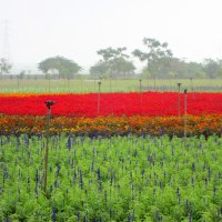 Colorful flower fields