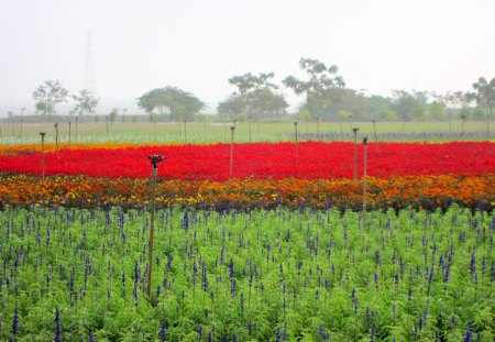 Colorful flower fields