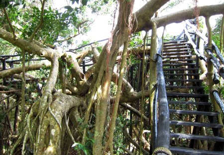 large banyan - Mountaineer, large, stairs, banyan