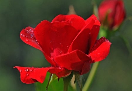 pure rose - roses, pure, red, beautiful