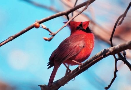 Cardinal bird - red, animal, black, christmas, cardinal bird, blue, sky, tree, branch