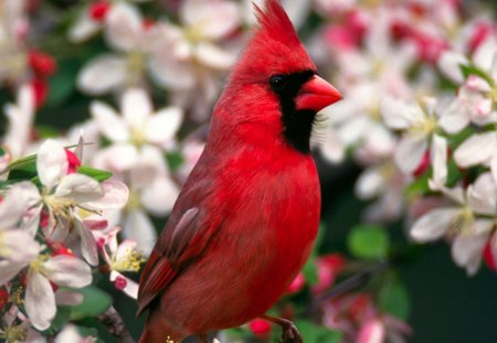 Cardinal bird - branch, bloom, black, spring, christmas, nature, pink, red, animal, cardinal bird, tree, flower