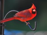 Cardinal bird