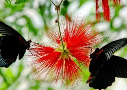 Black and red - beauty, flower, black, animal, nature, red, green, butterfly, insect, leaf