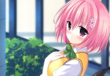 Momo Velia - anime, blush, to love ru, cute