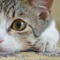 Adorable kitty <3