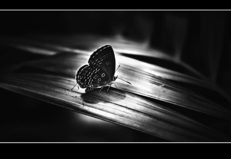 B&W Butterfly - wings, black and white, butterflies, butterfly