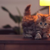 Kitty