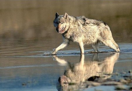 The loner - wolfrunning, majestic, wolf, canine, snow, dog, pack, mythical, the pack, wisdom beautiful, grey wolf, wild animal black, timber, canis lupus, abstract, winter, spirit, friendship, wolf pack, quotes, howl, howling, wolves, black, grey, white, nature, lobo, lone wolf, arctic, solitude, wallpaper