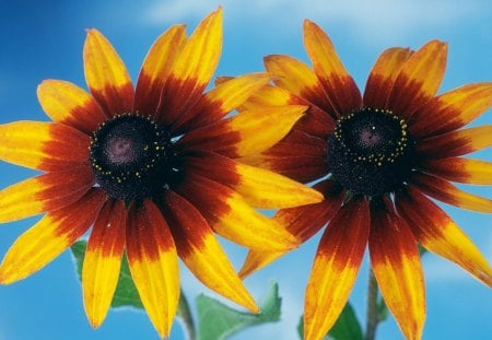 Two orange flowers - stem, flowers, orange, odd