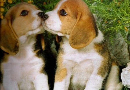 Puppy Love - beagle, kissing, cannie, puppies