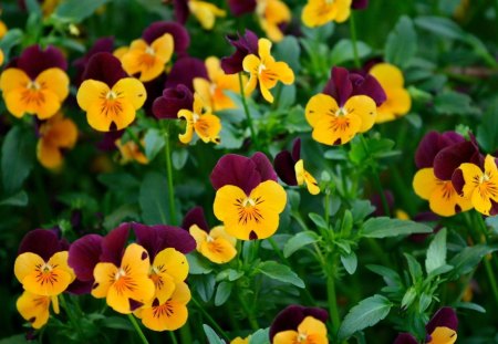 A garden of pansies - nature, purple, yellow, flowers, pansies