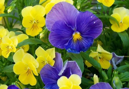 Pansies - nature, yellow, blue, flowers, pansies