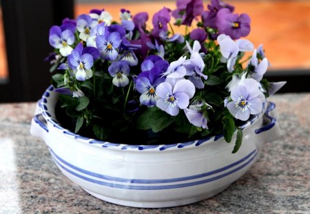 Teacup of pansies - flowers, teacup, nature, pansies