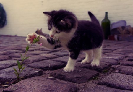 flower lover - flower lover, cat, animals, kitty