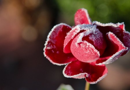 smiling nice - winter, red rose, red, rose, nice, smiling