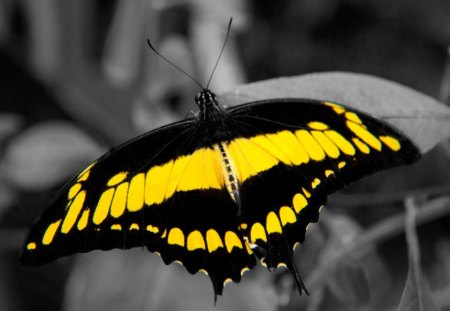  butterfly - butterfly, black, nice, yellow