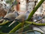 Doves on a branch