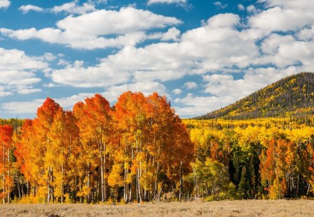 *** Autumn *** - sky, beautiful, leaves, blue, autumn, colorful