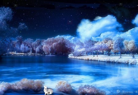 Winter night - winter, nature, blue, lake, night, tree