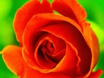 ORANGE ROSE ON GREEN