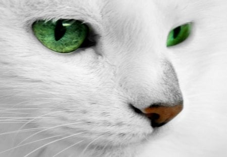 Cat eyes - animal, kitten, loook, cat, eye