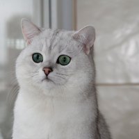 british shorthair, cat
