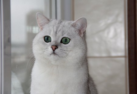 british shorthair, cat - british, window, cat, shorthair