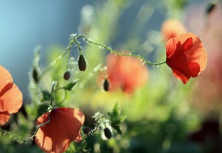 Poppies - leaves, tree, poppies, branch