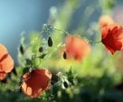 Poppies