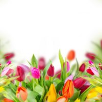 Tulips