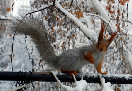 Squirrel on the tube - fence, tree, squirrel, snow