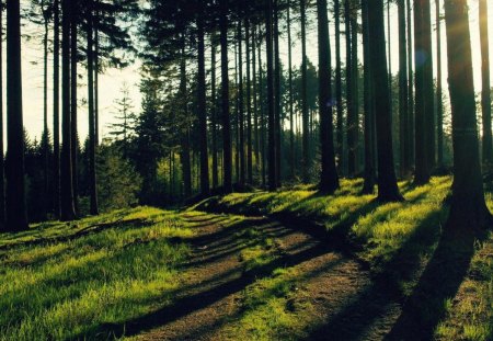 The road in the wood - road, grass, forest, tree