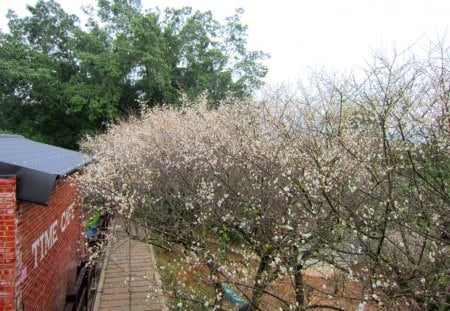 plum blossoms - beautiful, blossoms, park, plum