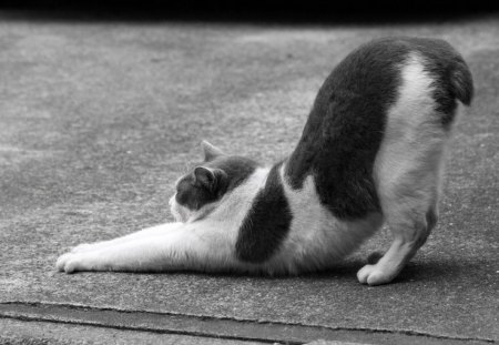 * - cat, photography, wp, animal, funny, bw, cute, stretching