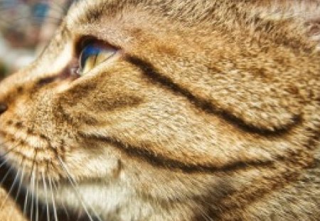 Cat smelling flower - feline, smelling, cat, flower