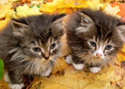 Two kittens setting on leaves - cute, kittens, leaves, feline