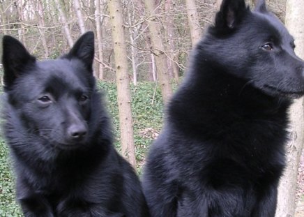 Schipperke dogs - black, cannie, dog, schipperke