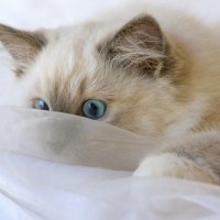 Ragdoll kitten