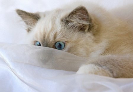 Ragdoll kitten - kitten, funny, cute, ragdoll, blue eyes