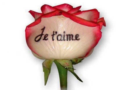 Beautiful rose - single rose, soft, petals, delicate, tenderness, rose, flower, writing