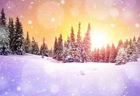 Winter Light - nature, landscape, trees, forest, snow, sun