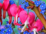 Bleeding Heart Flowers