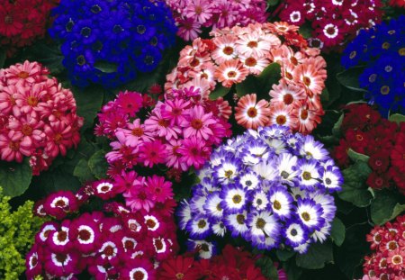 Colorful Cinerarias - blue, amazing, beautiful, beauty, pink, flowers, colorful, fresh, red, nice, good